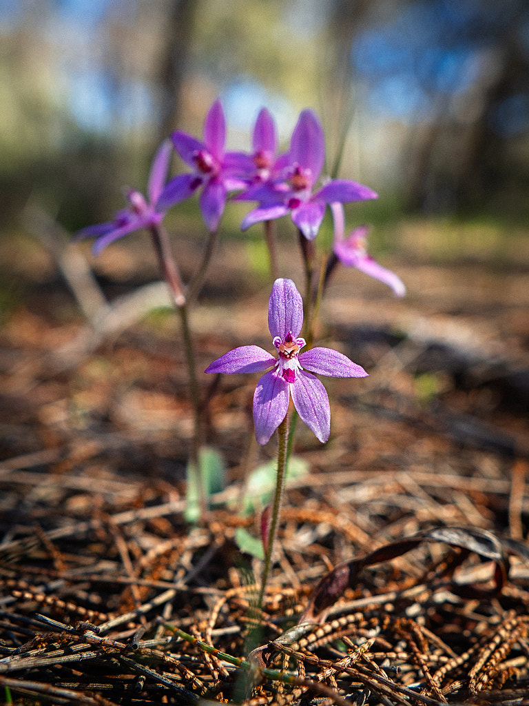 Standing Out From The Crowd by Paul Amyes on 500px.com