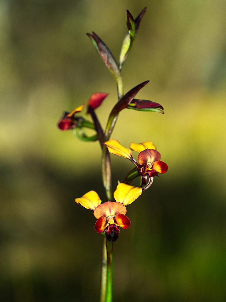 Winter Donkey Orchid by Paul Amyes on 500px.com