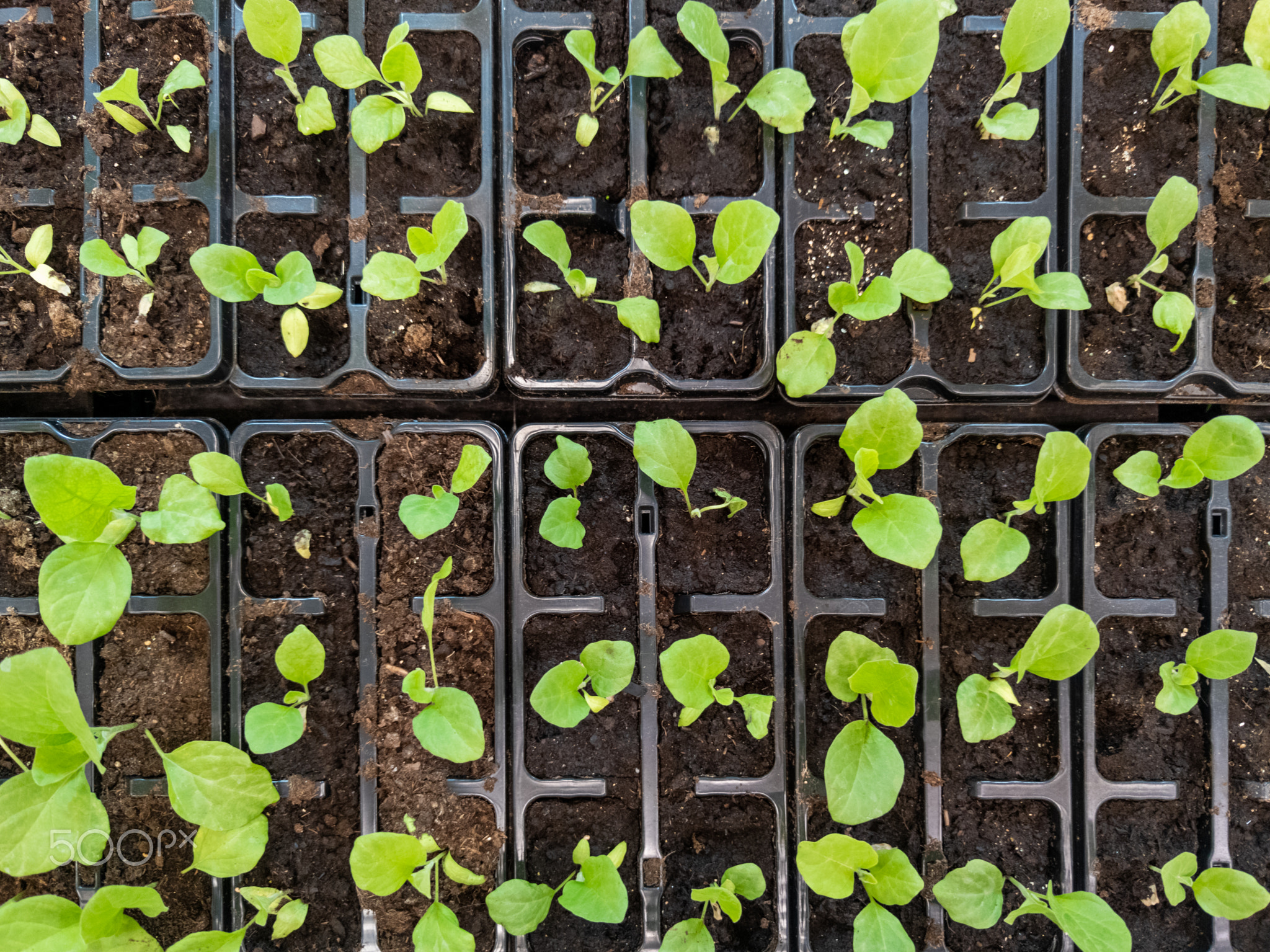 generic seedlings in pots in a store tray - view from above