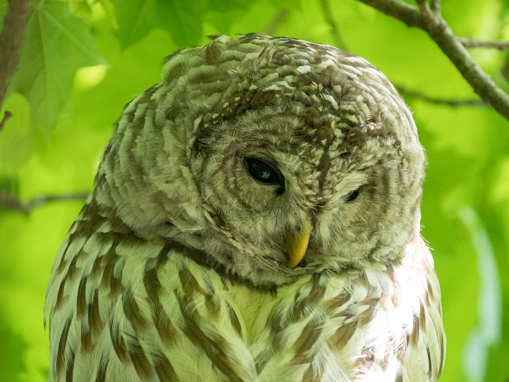 Winking by Nancy Lundebjerg on 500px.com