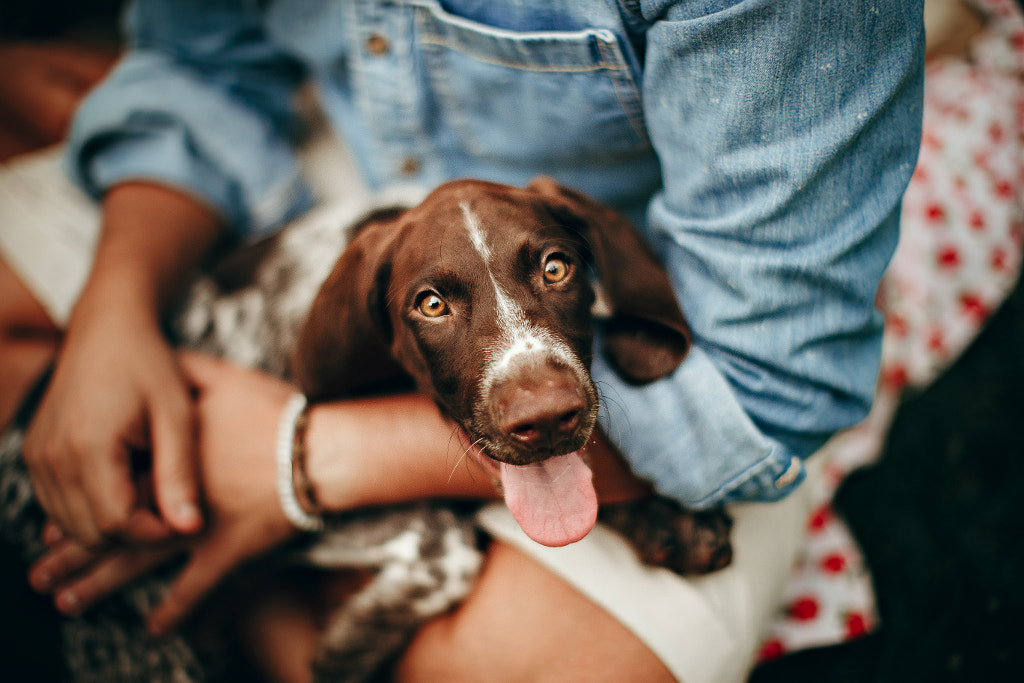 dog sitting on owner's lap, looking at the camera by Helena Lopes on 500px.com