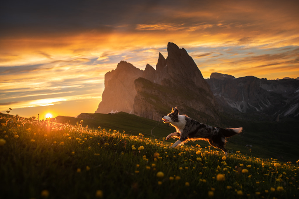 Opi running trough meadows by Iza ?yso? on 500px.com