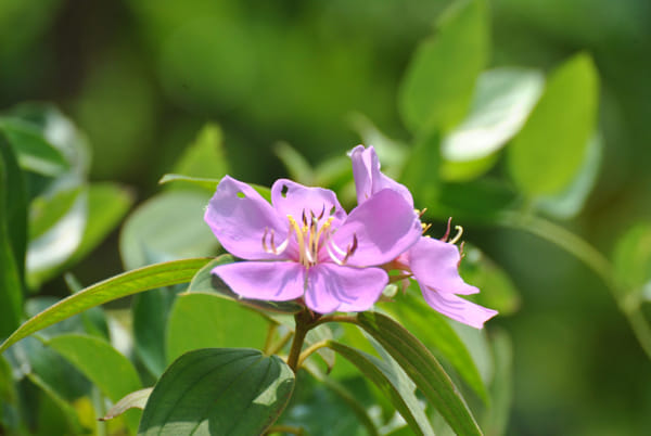 IMG_7543-兰花草by 镜头后面看世界yanzy2004 | 500px