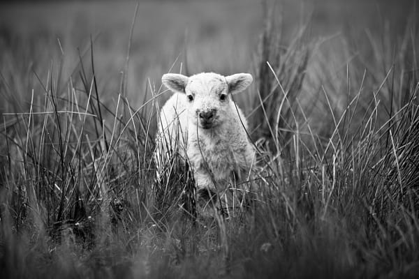 Lost lamb
