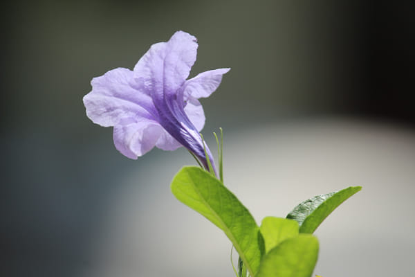 IMG_7543-兰花草by 镜头后面看世界yanzy2004 | 500px