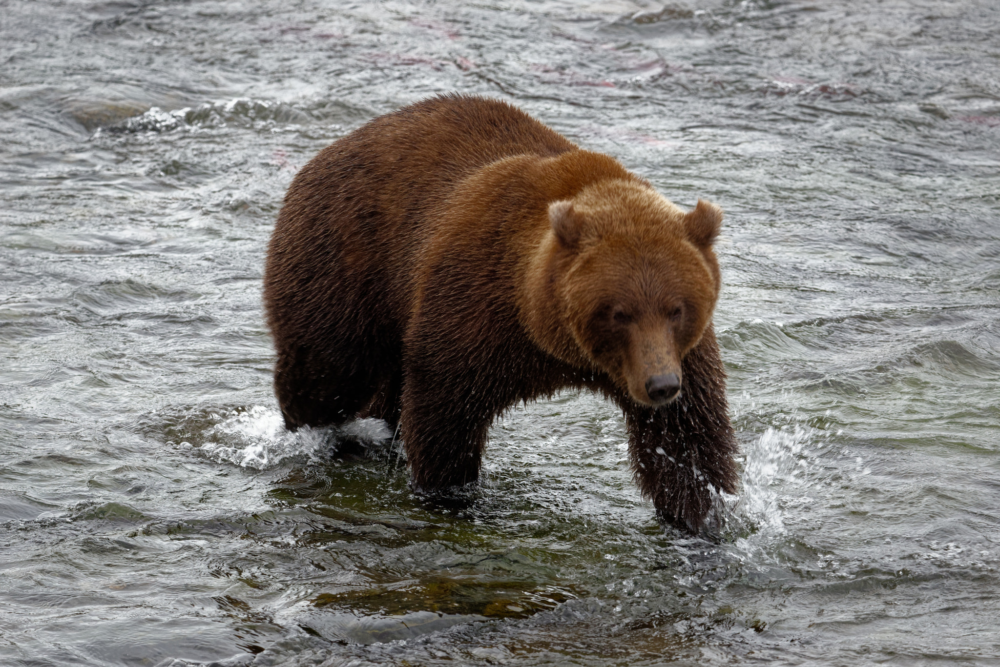 A New Story of Adventure Started in Katmai National Park