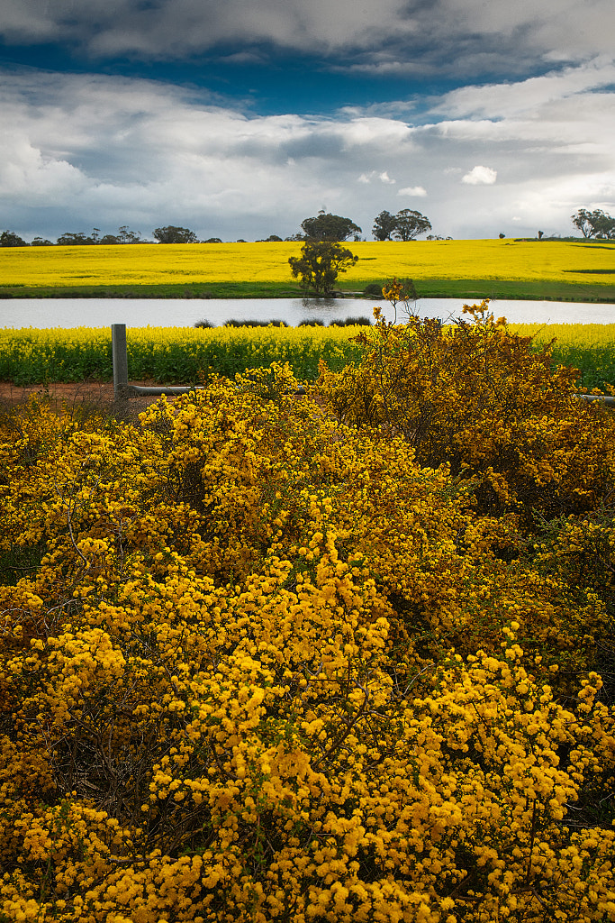 Yellow by Paul Amyes on 500px.com