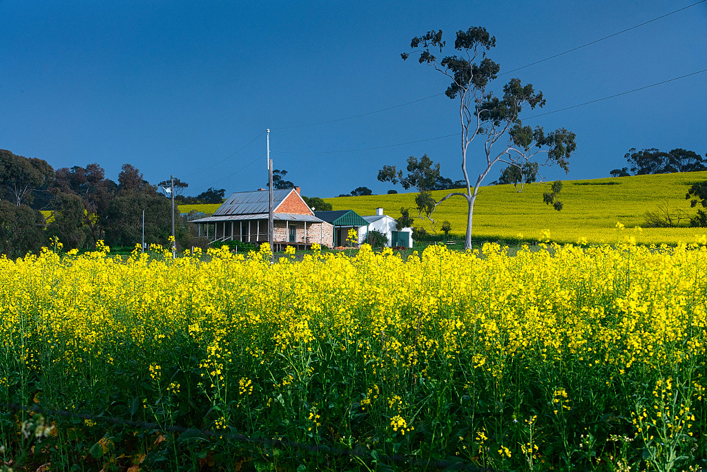 Canola by Paul Amyes on 500px.com