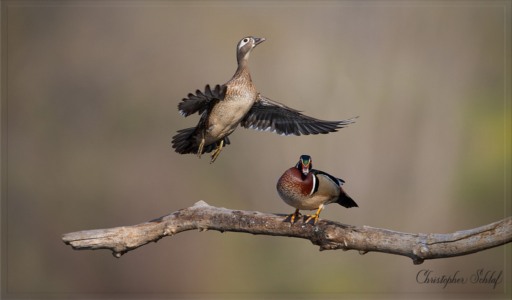 Watch out by Christopher Schlaf on 500px.com