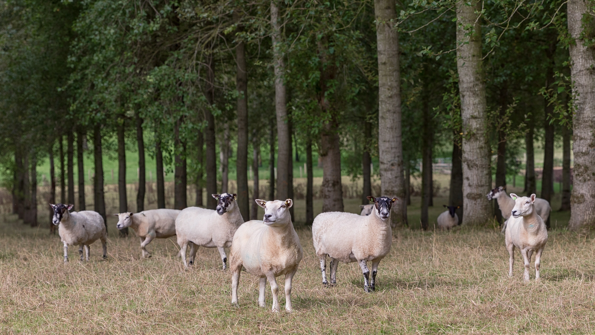 Sheep in the trees