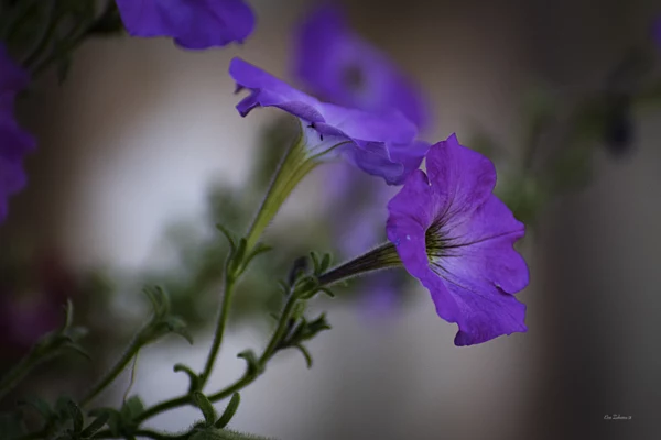 IMG_7543-兰花草by 镜头后面看世界yanzy2004 | 500px