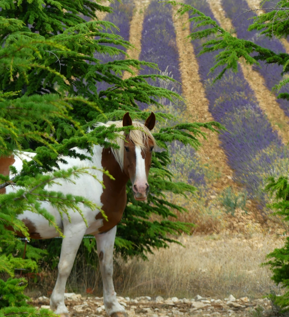 Horse and lavender by Yves LE LAYO on 500px.com