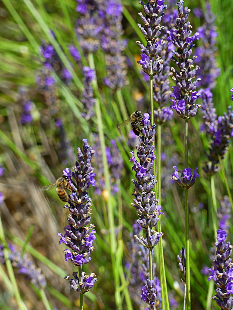 Honeybees on lavender by Yves LE LAYO on 500px.com