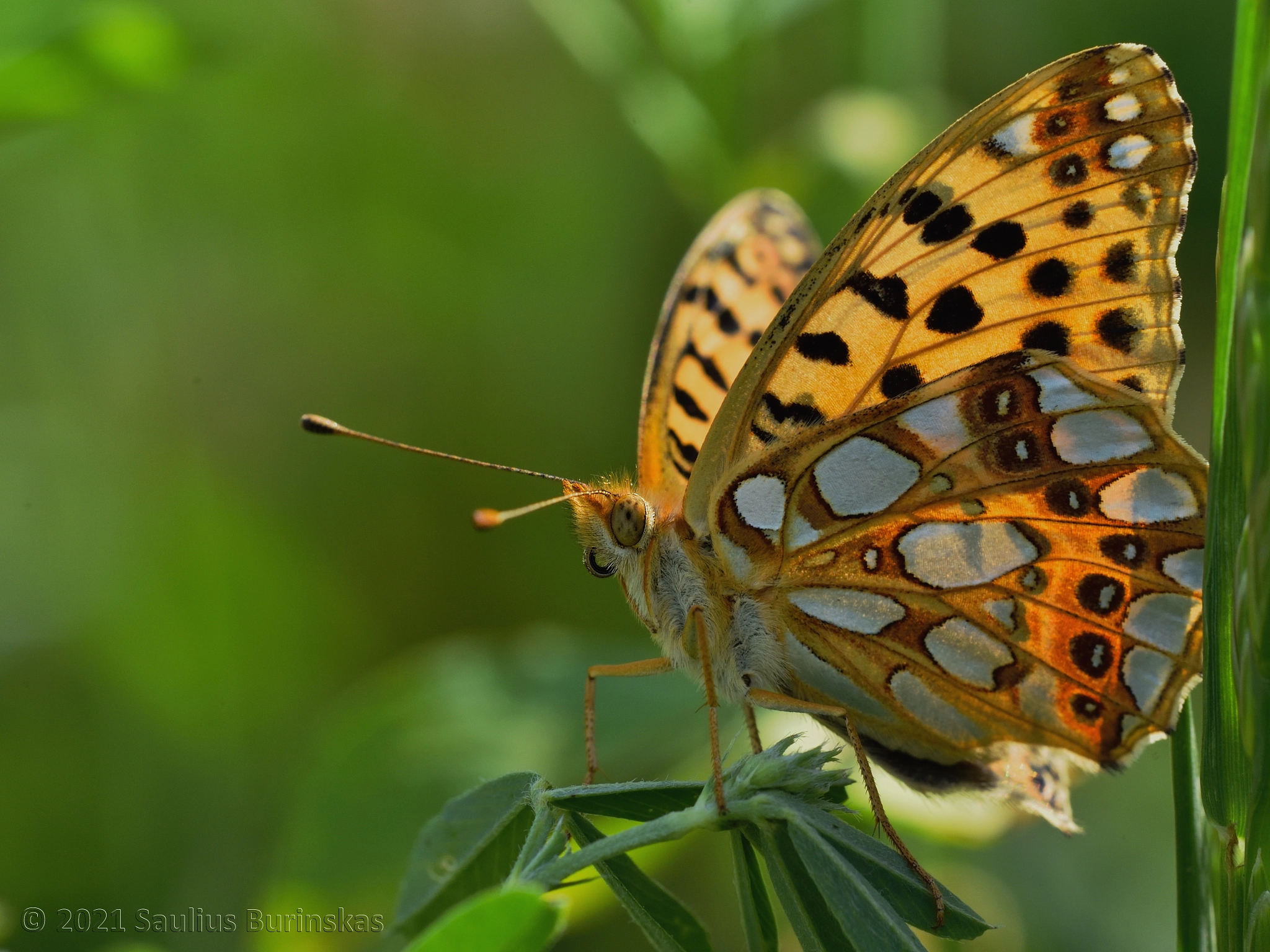 Queen of Spain fritillary