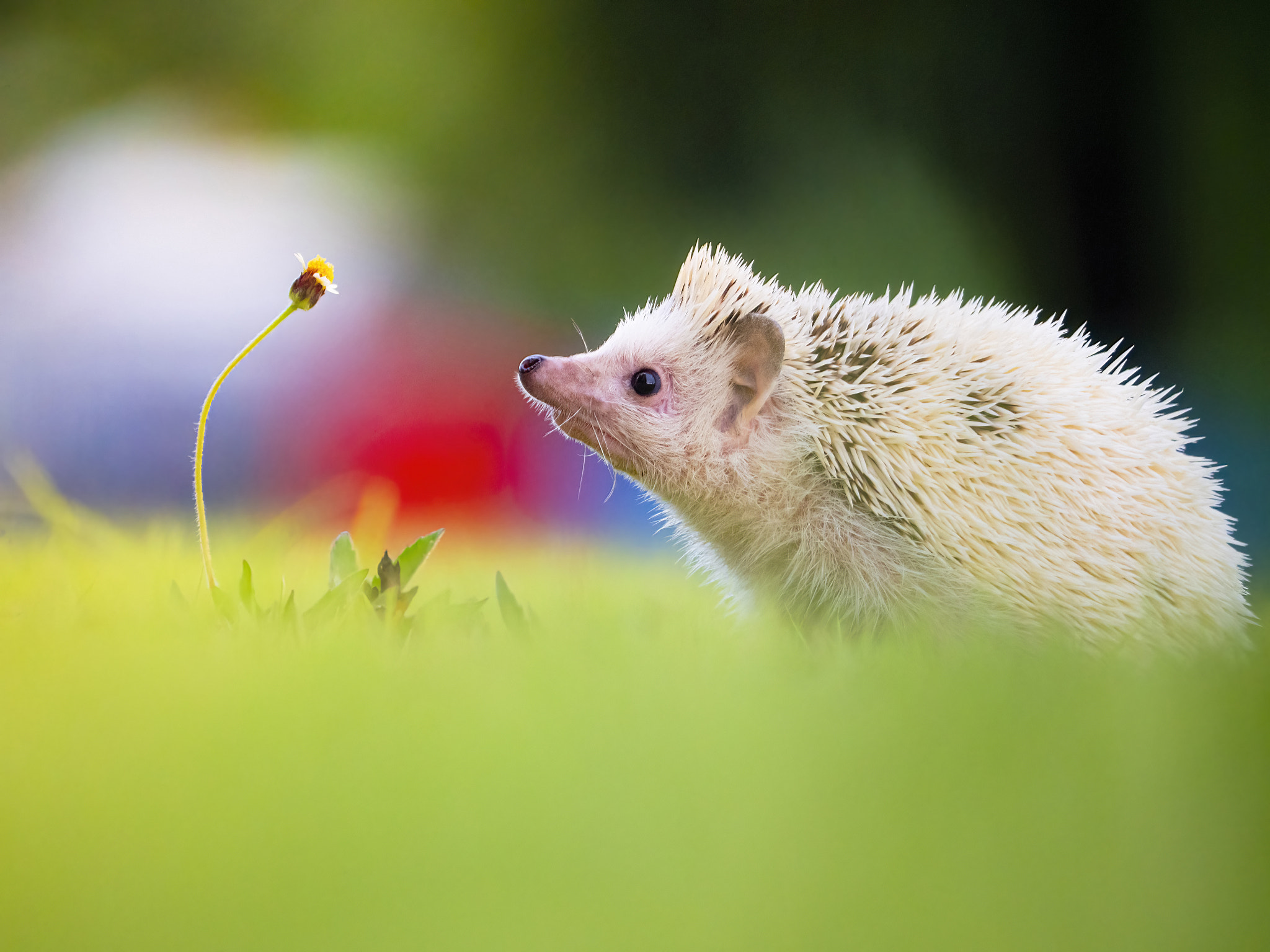 Hedgehog in the meadow happily smelling the flowers