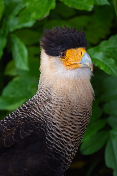 Caracara plancus by Daniel Chlíbek on 500px.com