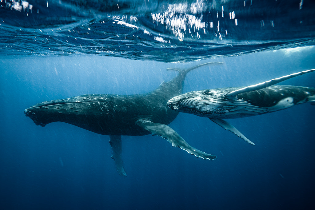 Gentle giants by Chun Chau on 500px.com