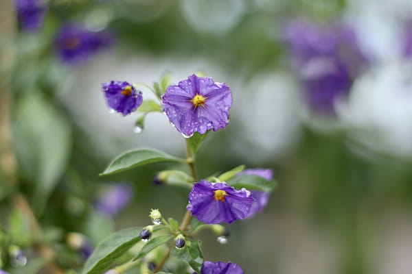 IMG_7543-兰花草by 镜头后面看世界yanzy2004 | 500px
