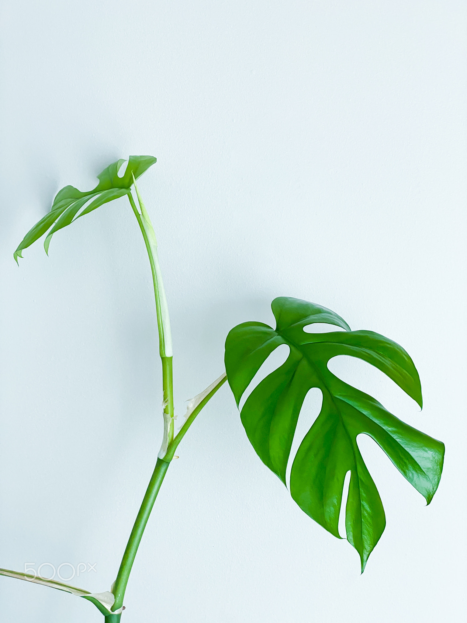 Rhaphidophora tetrasperma or Mini Monstera indoor plant