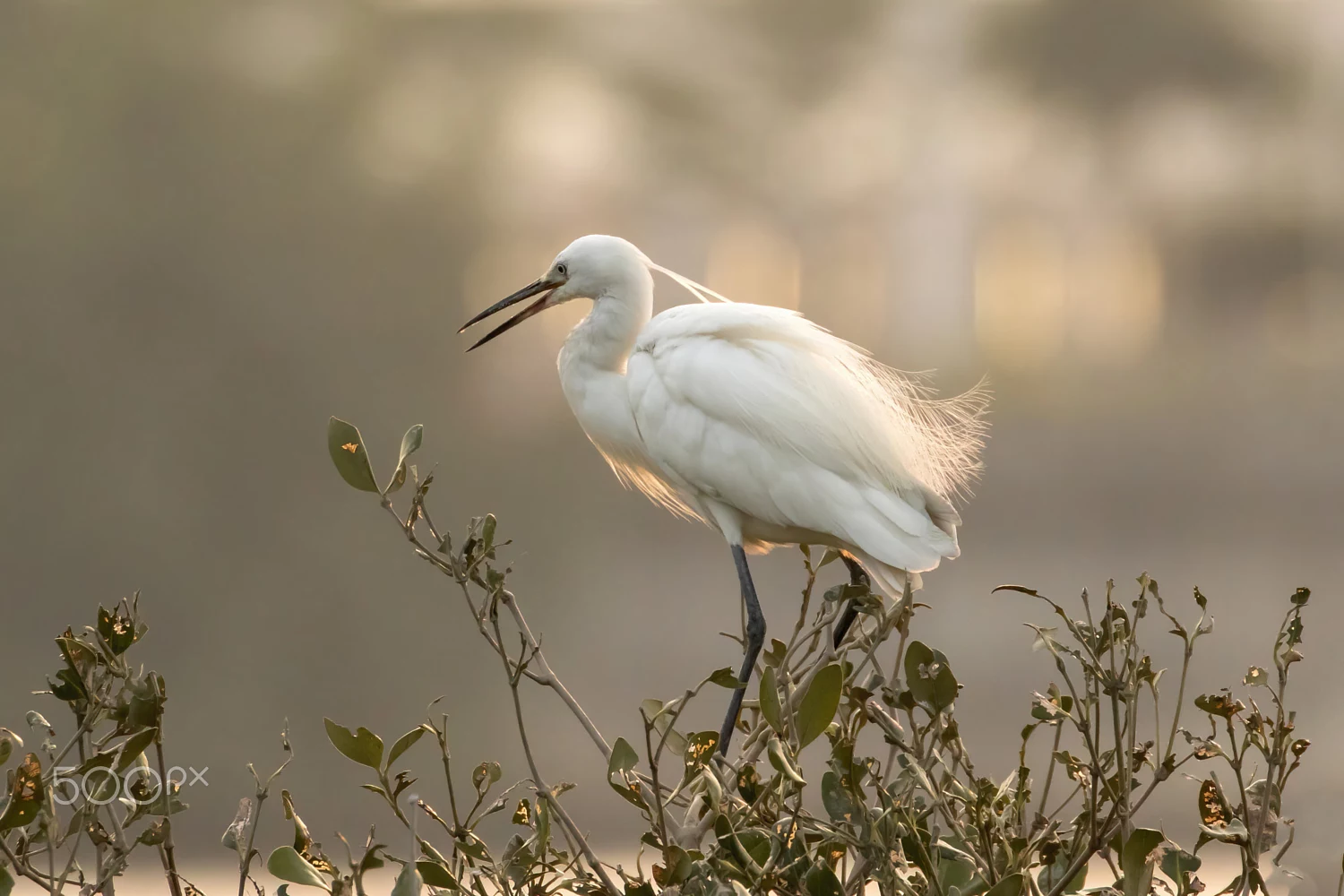 Hon Cheong Honcheong Profile 500px