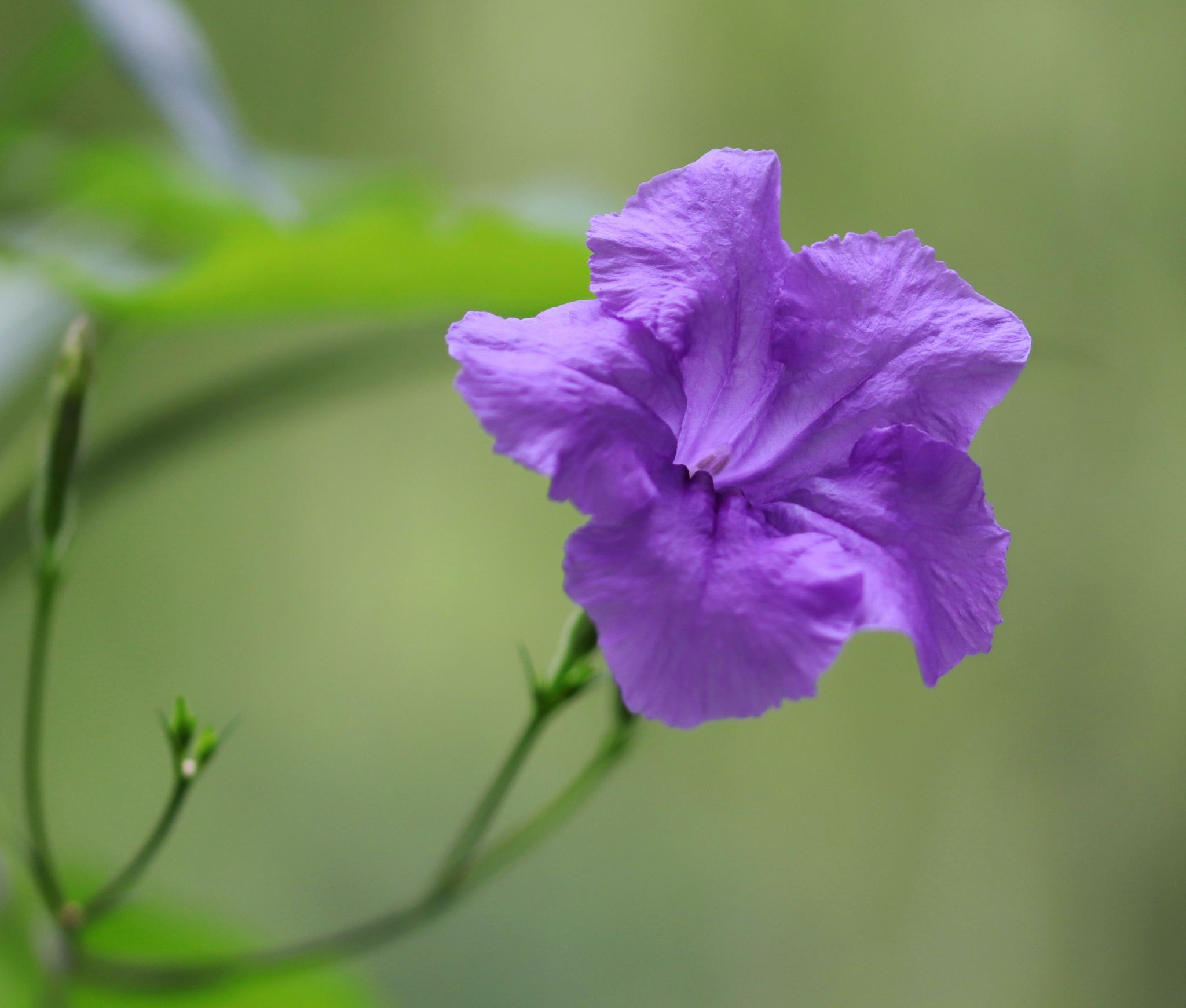 IMG_7543-兰花草by 镜头后面看世界yanzy2004 | 500px