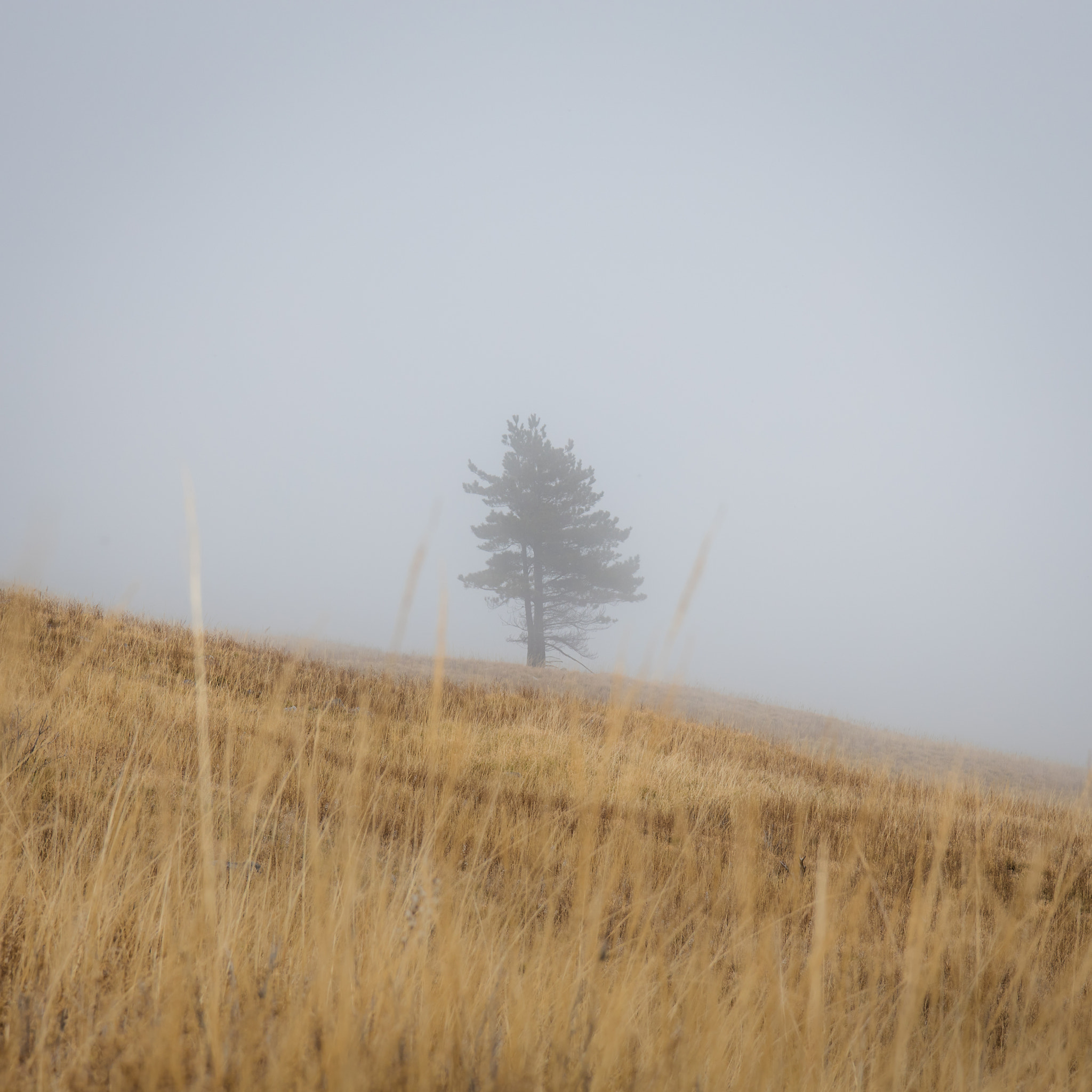 Lonely tree