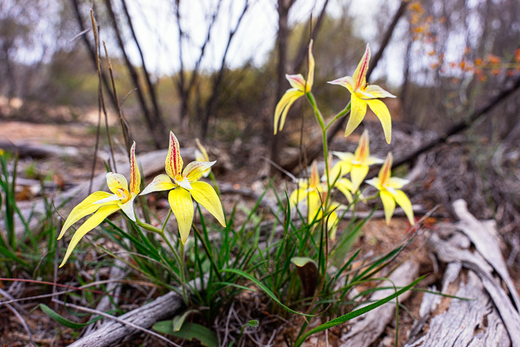 Cowslip Orchid by Paul Amyes on 500px.com