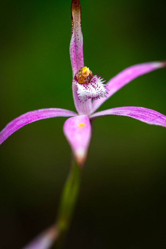 Pink Candy Orchid by Paul Amyes on 500px.com