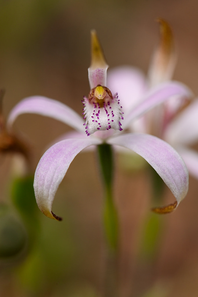 Sugar Candy Orchid by Paul Amyes on 500px.com