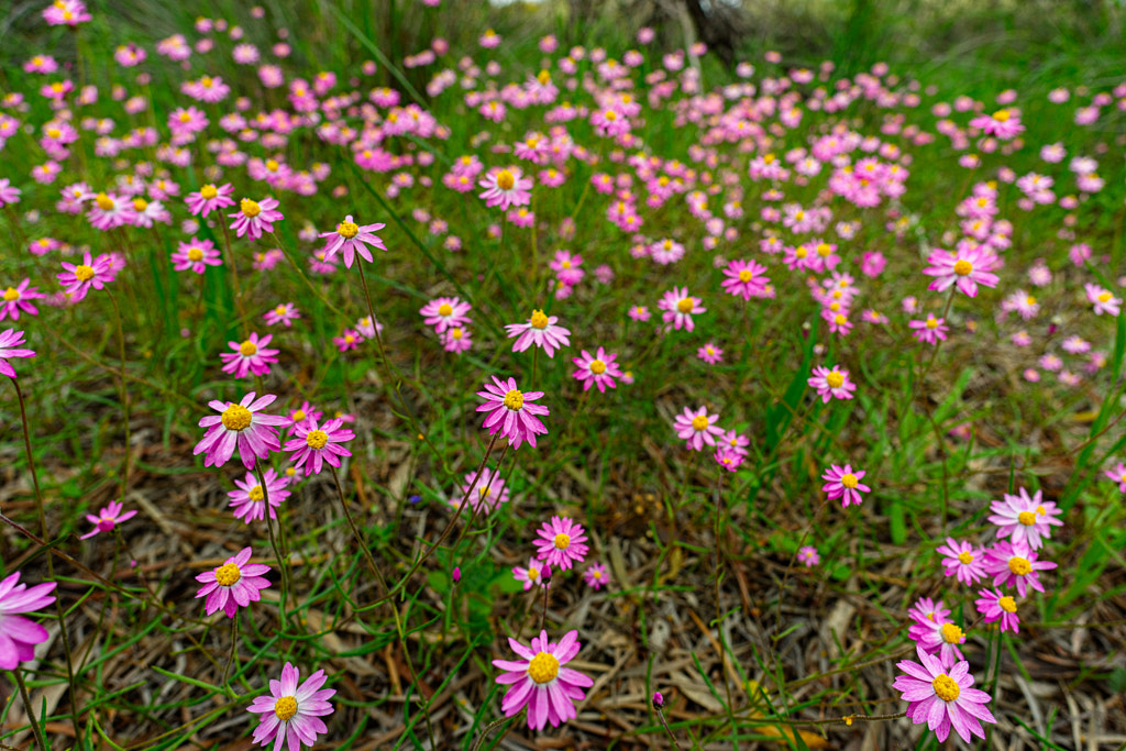 Everlastings by Paul Amyes on 500px.com