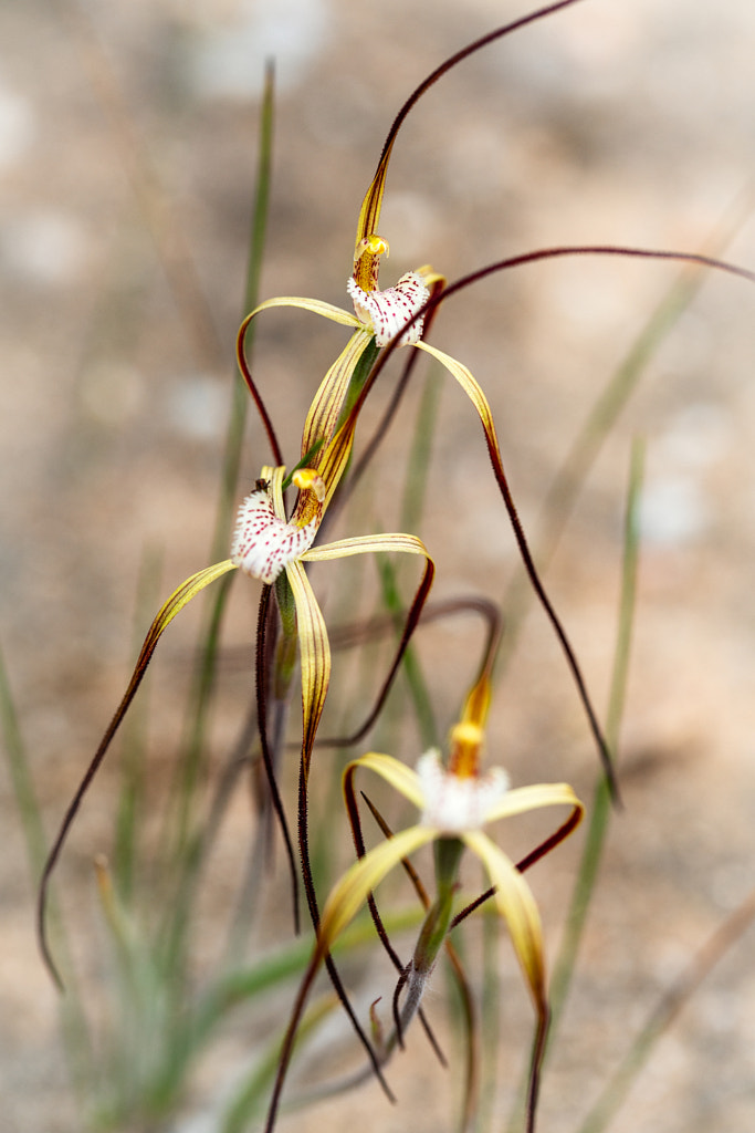 Chameleon Spider Orchid by Paul Amyes on 500px.com