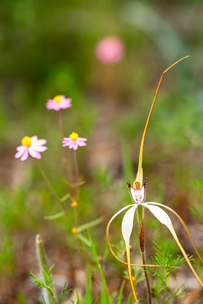 White Spider Orchid by Paul Amyes on 500px.com