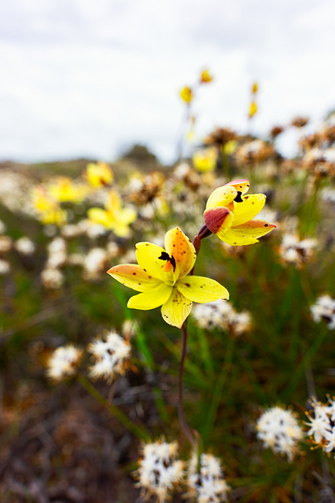 Lemon Scented Sun Orchid by Paul Amyes on 500px.com