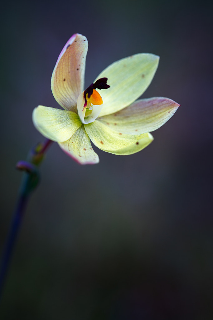Lemon Scented Sun Orchid by Paul Amyes on 500px.com