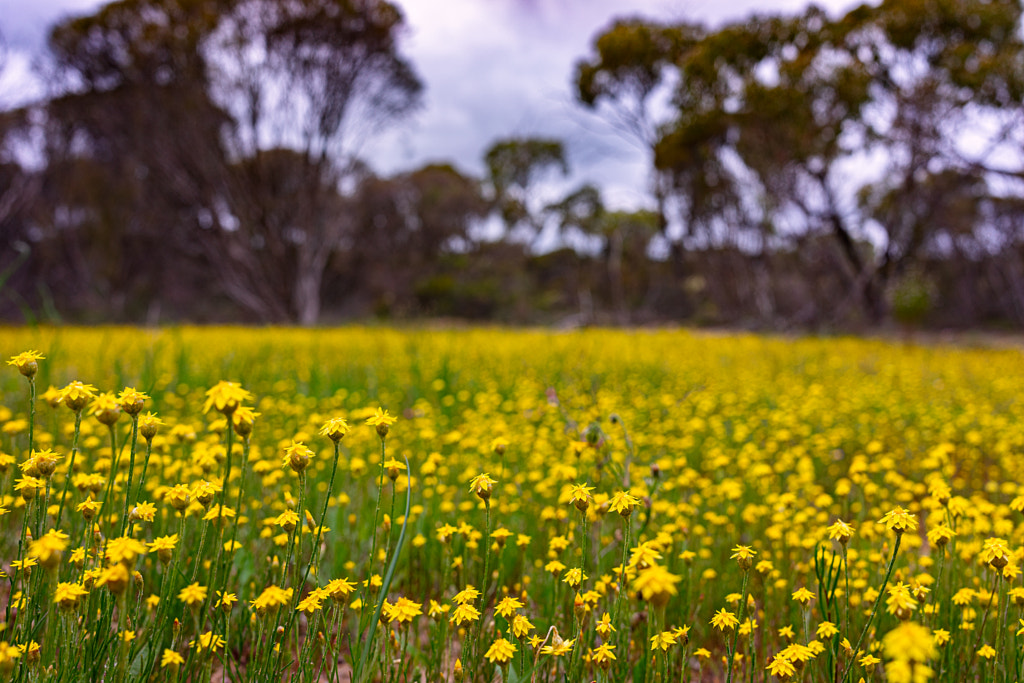 Yellow Everlastings by Paul Amyes on 500px.com