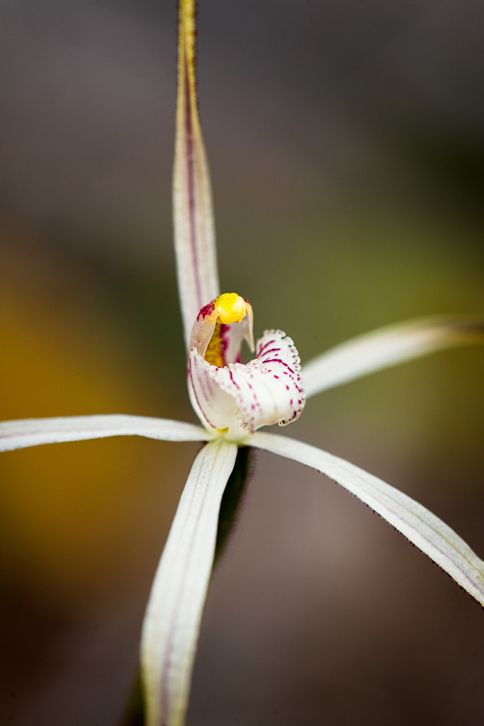 Pendant Spider Orchid by Paul Amyes on 500px.com
