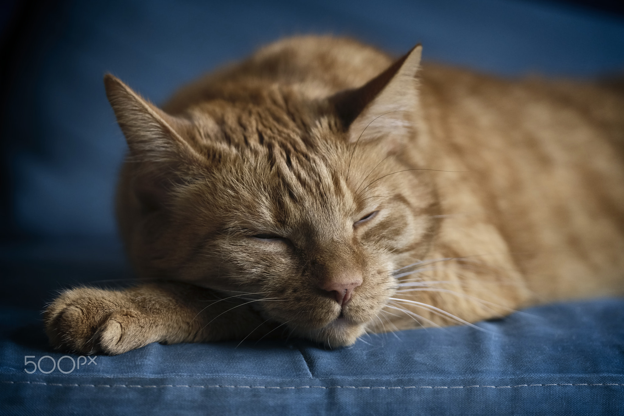 Close-up of ginger cat sleepng on sofa.