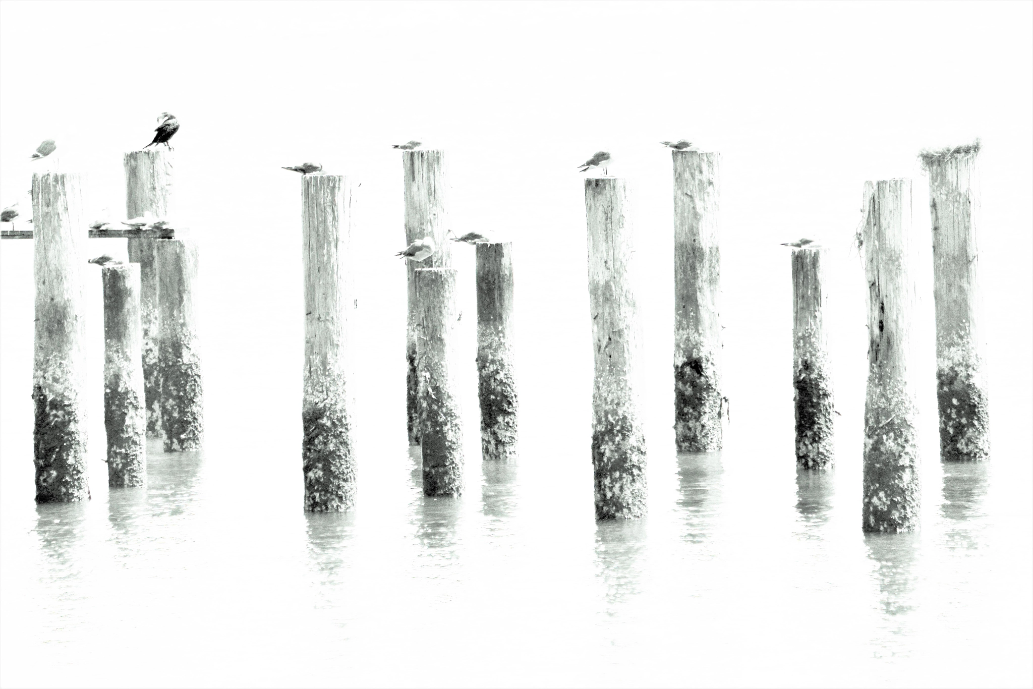 Pilings with Birds on Top High Key