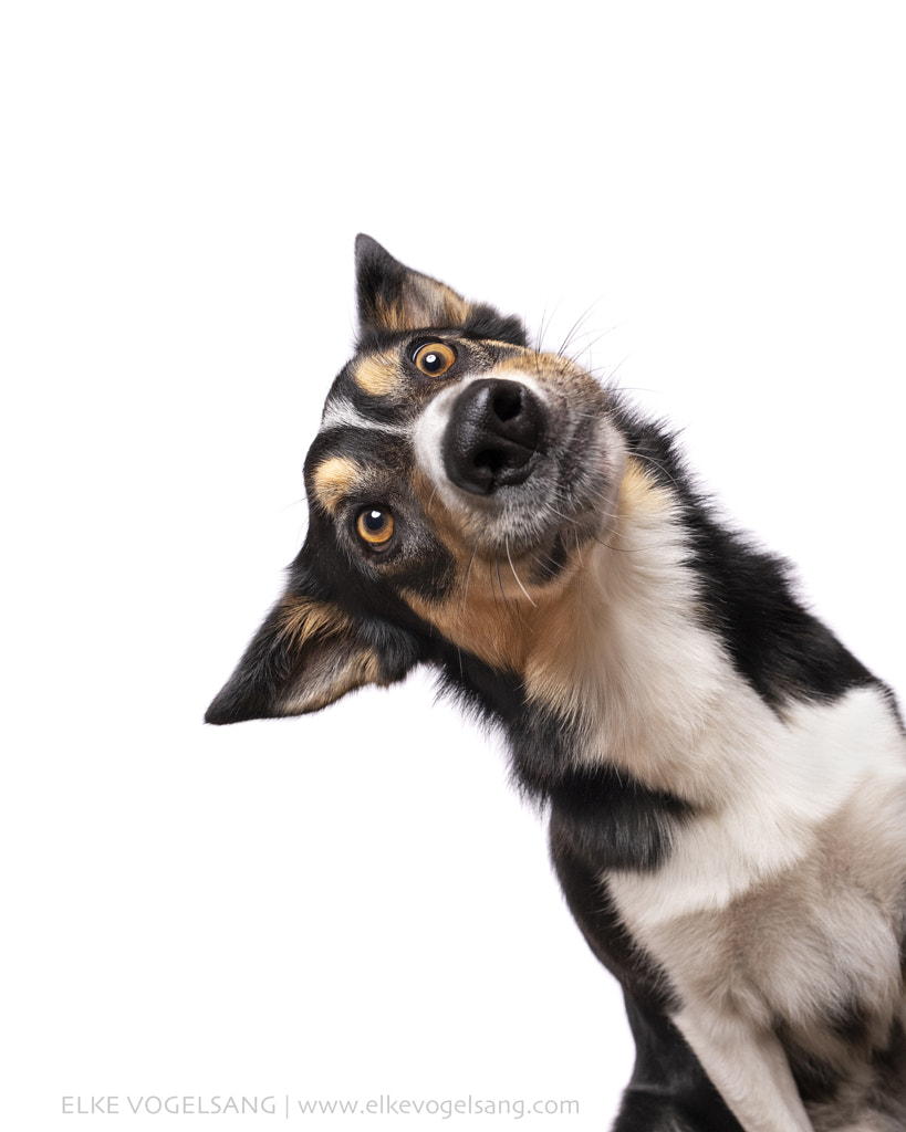 "What's going on here?" by Elke Vogelsang on 500px.com