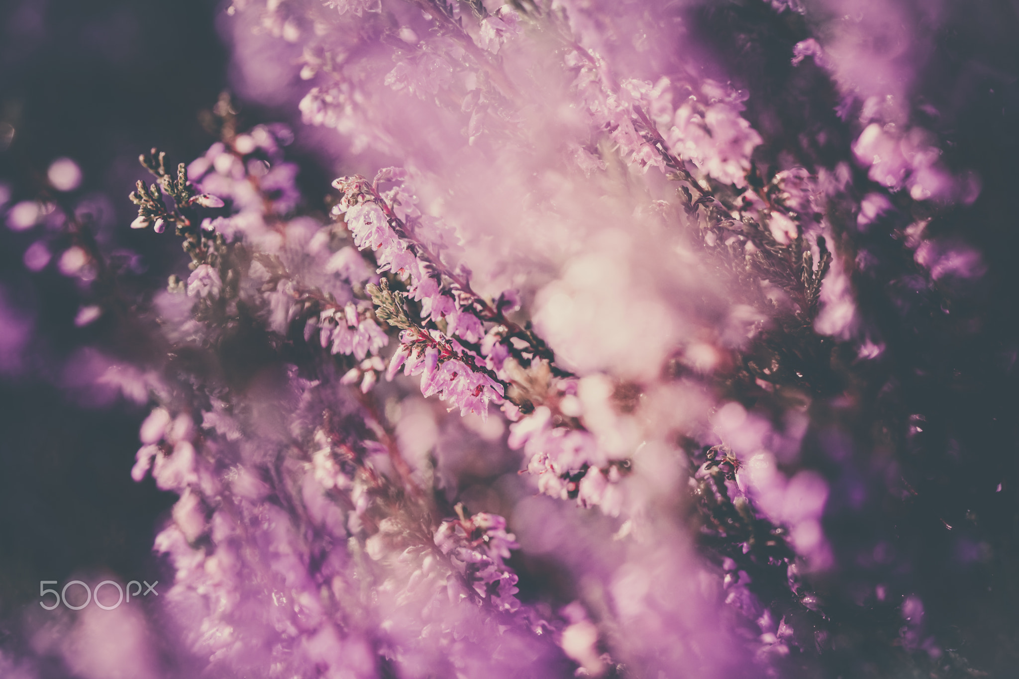 Heather flower field. Calluna vulgaris. Small pink, lilac,