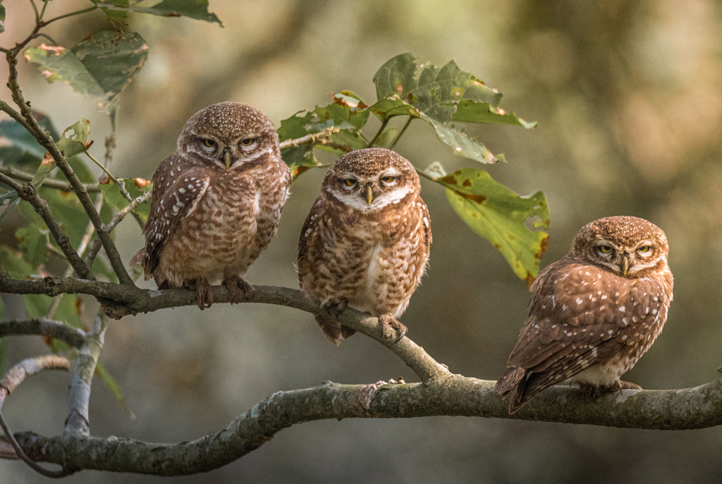 Three Wise Ones by Abhijeet Kumar Banerjee on 500px.com