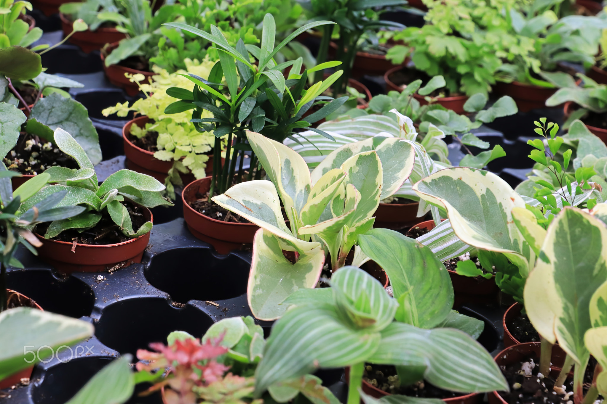 View of tiny mixed tropicals in small pots