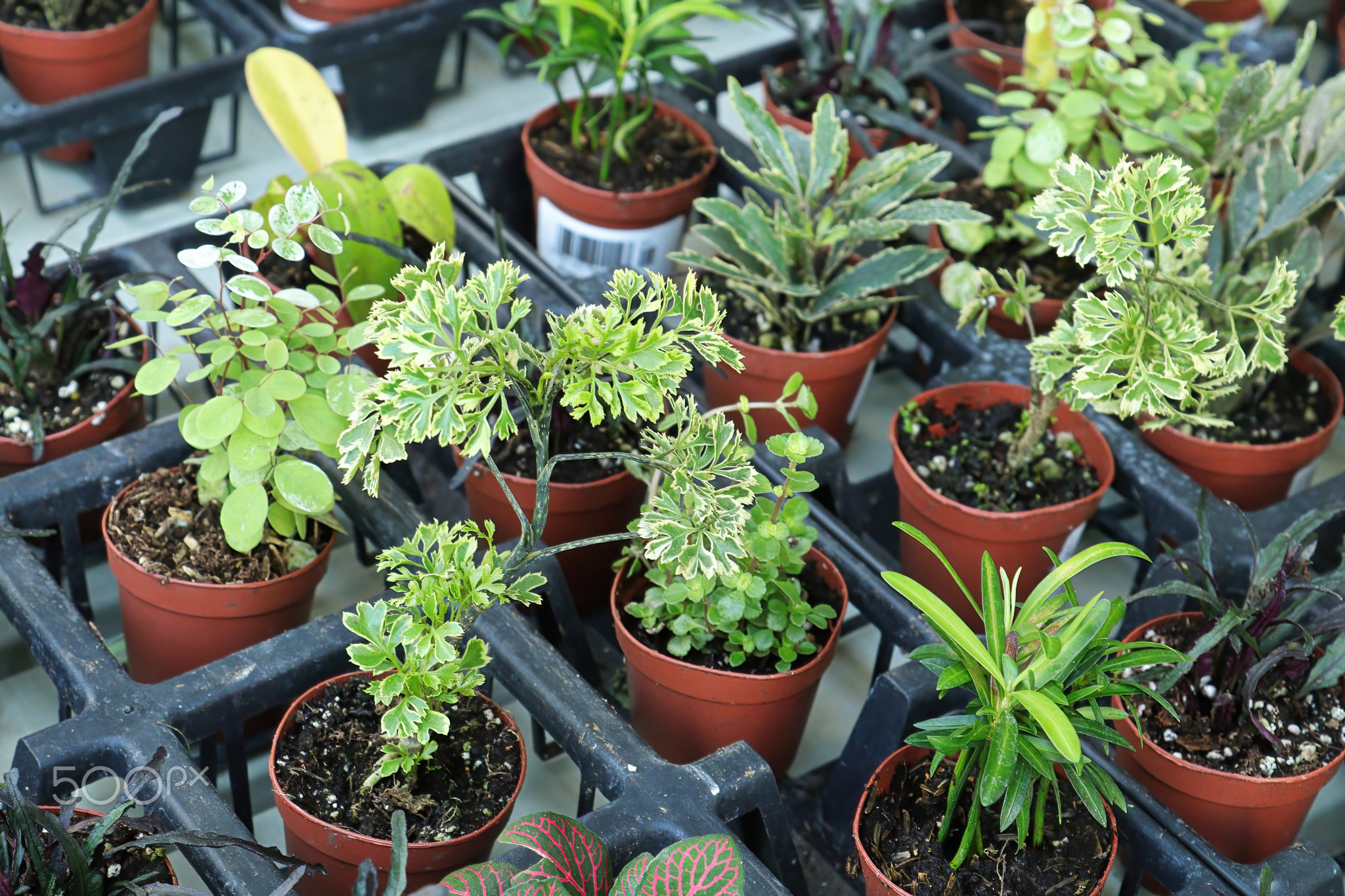 View of tiny mixed tropicals in small pots