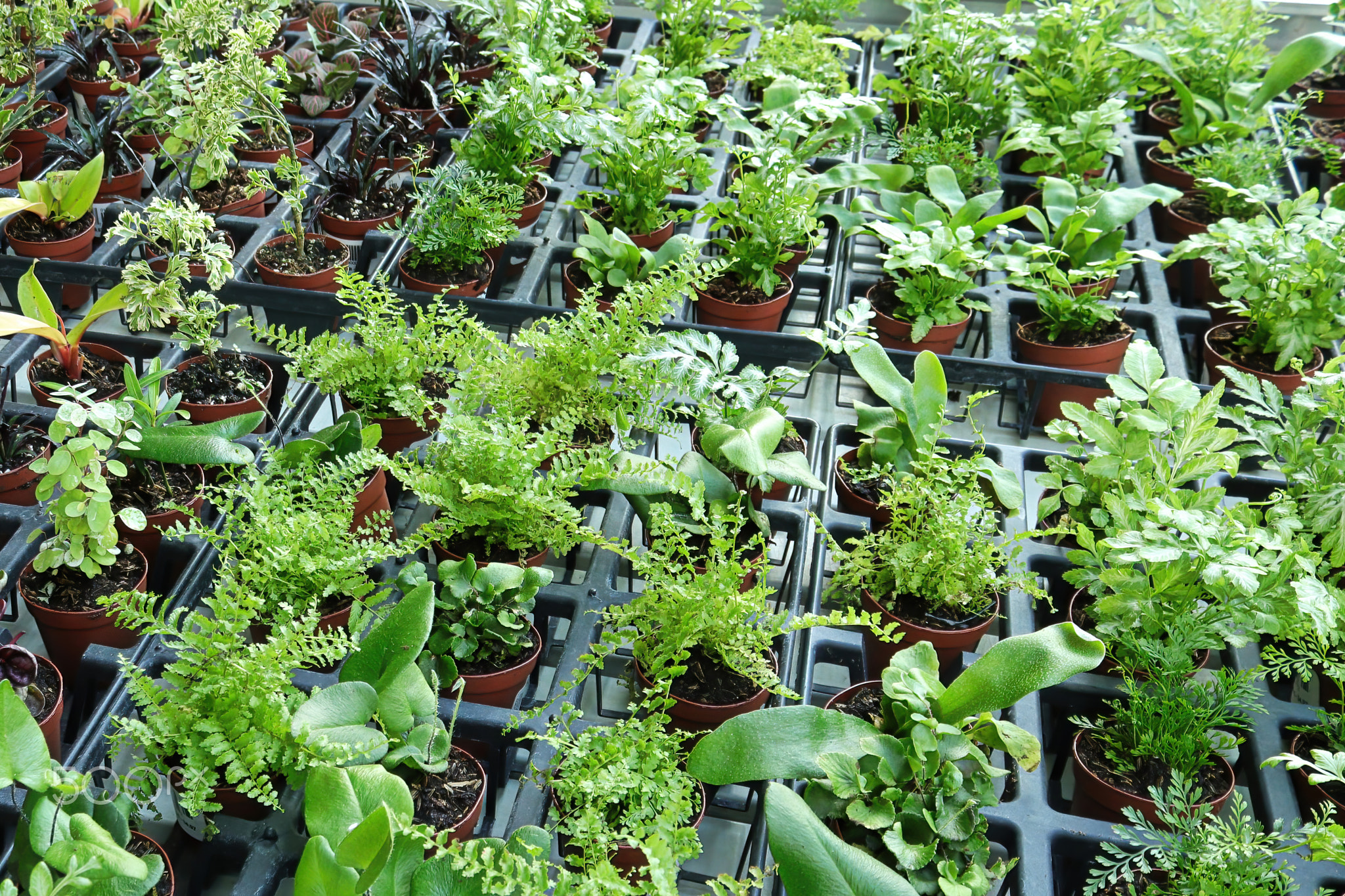 A table full of potted mixed tropicals