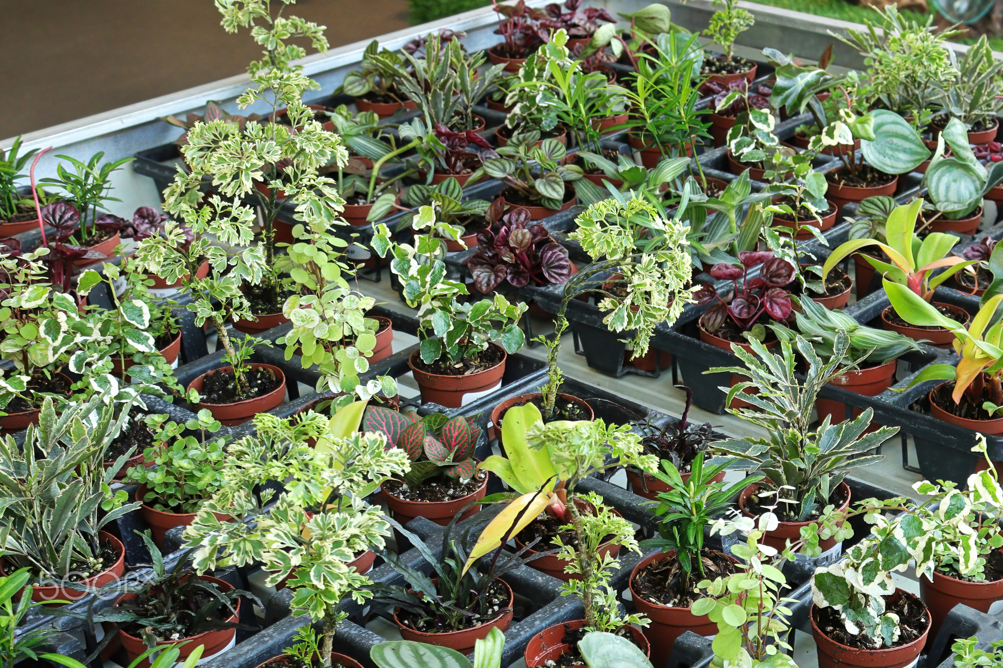 A table full of potted mixed tropicals