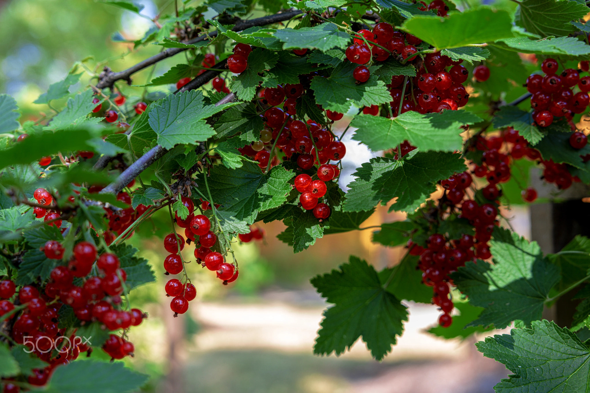 Cluster of red currant in morning light