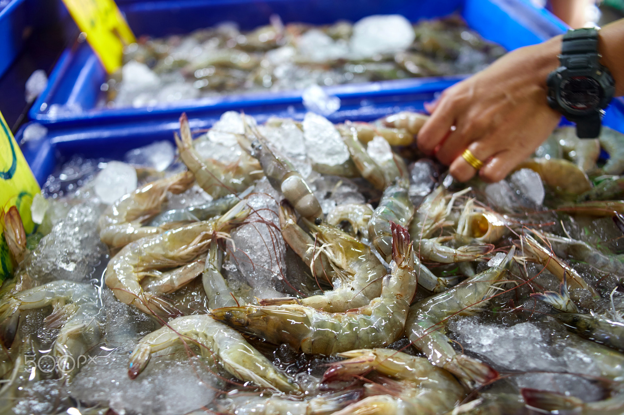 human hand selective fresh shrimp at seafood market