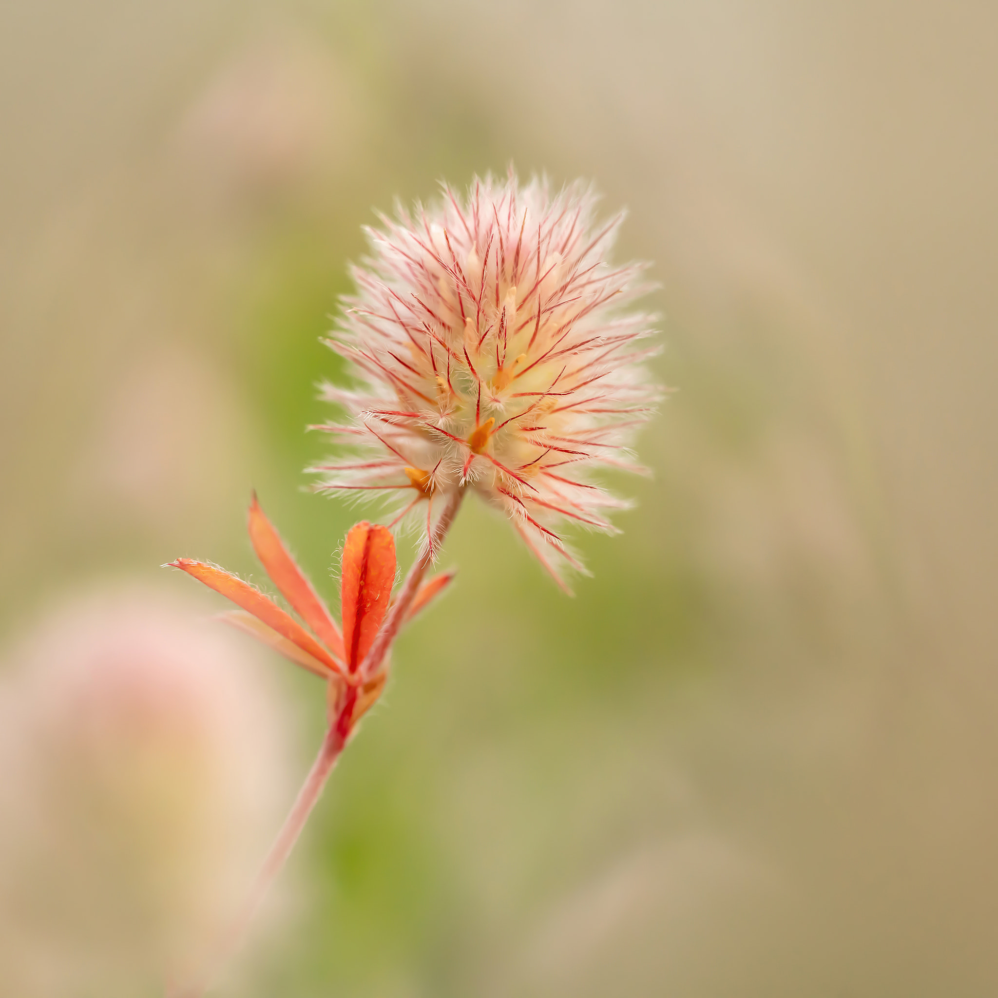 hare's-foot clover