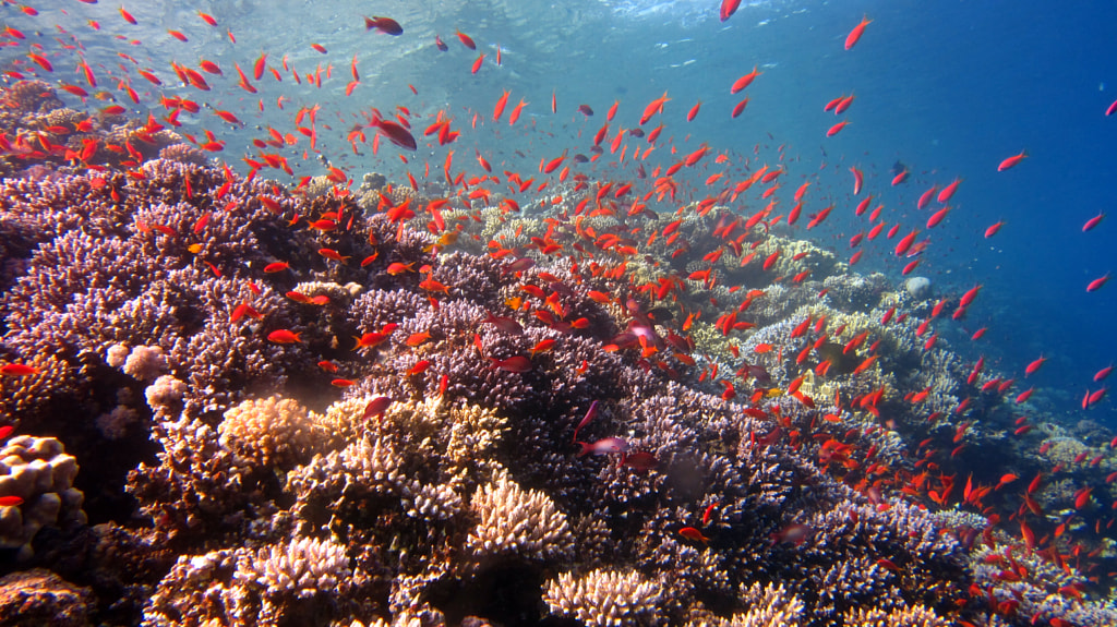 Blue Hole reefs 25 Fun Facts About Coral Reefs | Size, Diversity, and Importance to the Planet