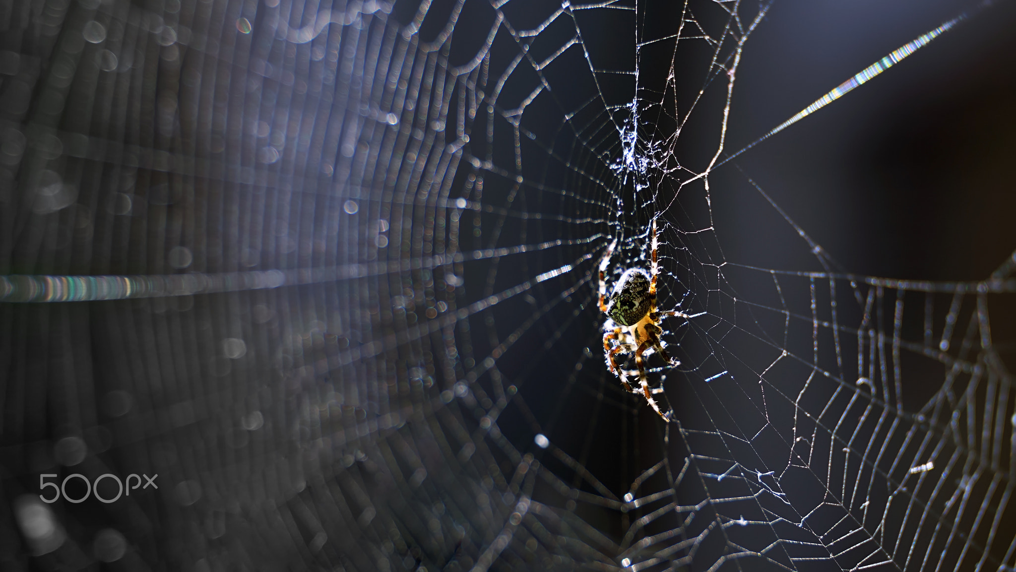 Spider in the cobweb